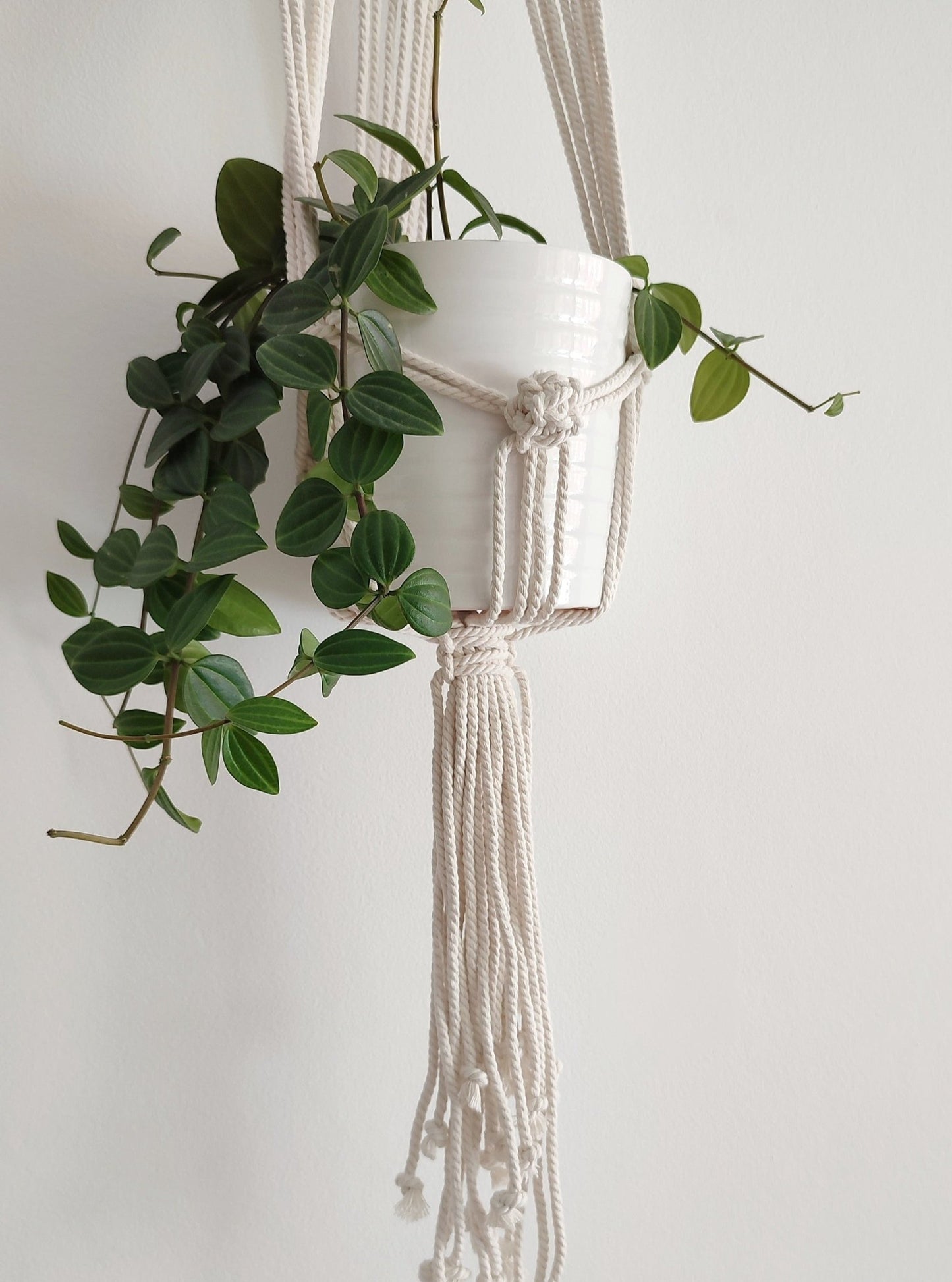 Brad blanco natural - Pepita Topos
