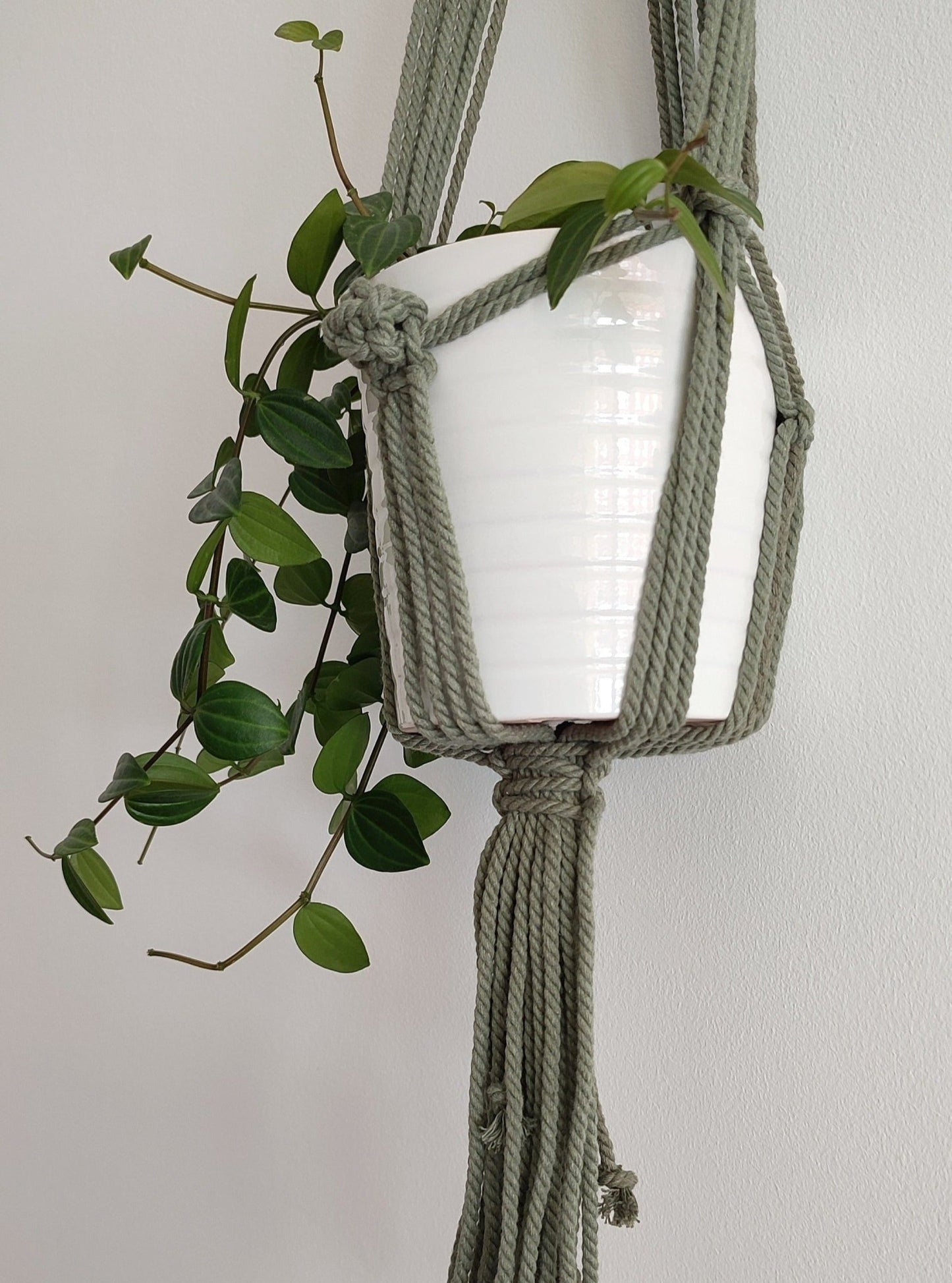 Brad verde cactus - Pepita Topos